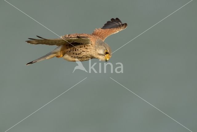 Common Kestrel (Falco tinnunculus)