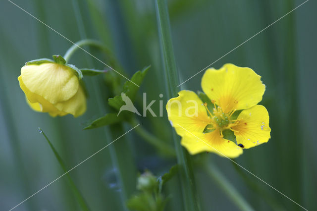 Tormentil (Potentilla erecta)