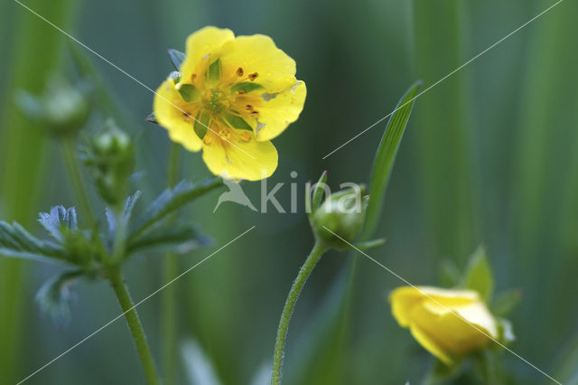 Tormentil (Potentilla erecta)