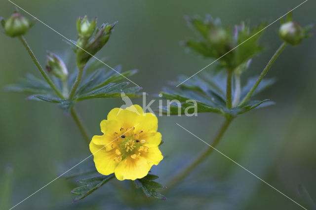 Tormentil (Potentilla erecta)