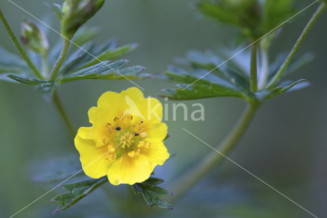 Tormentil (Potentilla erecta)