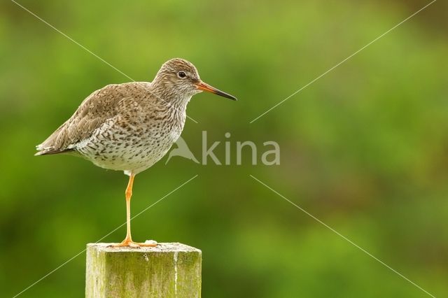 Common Redshank (Tringa totanus)