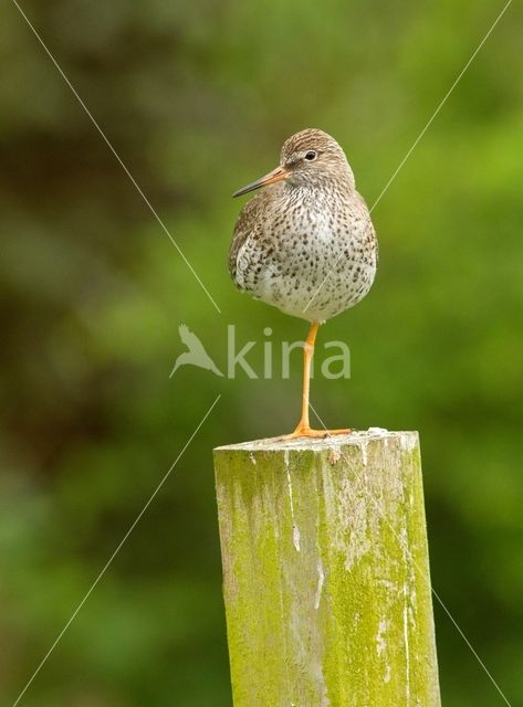 Common Redshank (Tringa totanus)