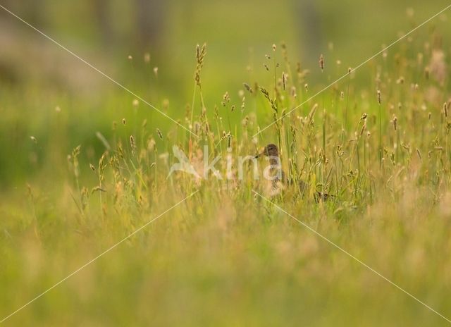 Common Redshank (Tringa totanus)