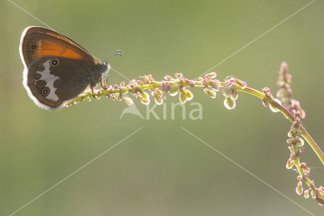 Pearly Heath (Coenonympha arcania)