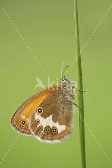 Tweekleurig hooibeestje (Coenonympha arcania)