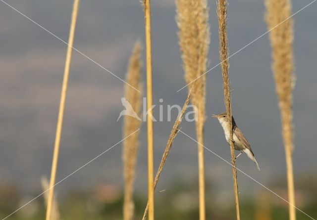 Vale Spotvogel (Hippolais pallida)