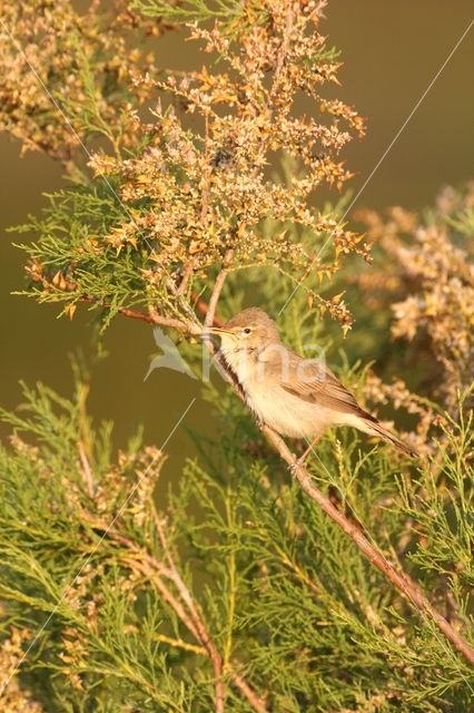 Vale Spotvogel (Hippolais pallida)