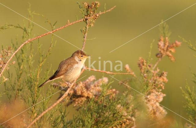 Vale Spotvogel (Hippolais pallida)