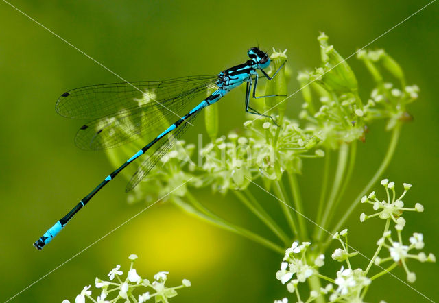 Variabele waterjuffer (Coenagrion pulchellum)