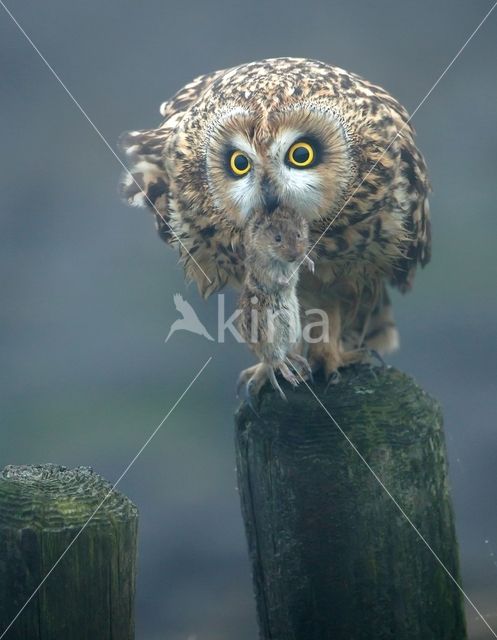 Short-eared Owl (Asio flammeus)