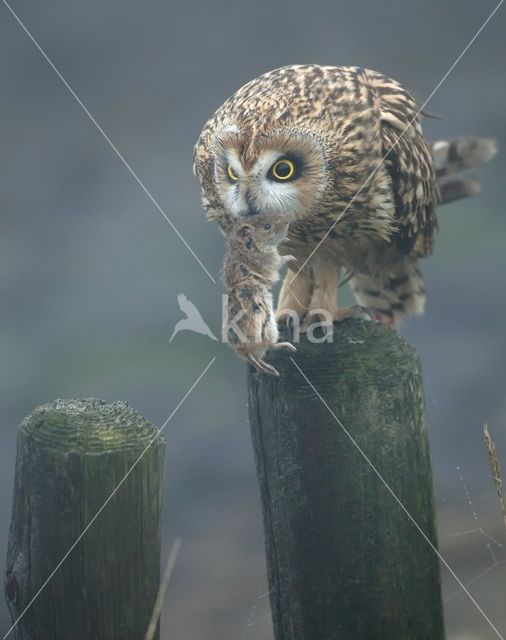 Short-eared Owl (Asio flammeus)