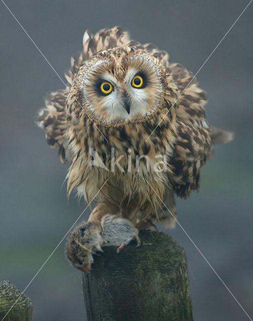 Short-eared Owl (Asio flammeus)