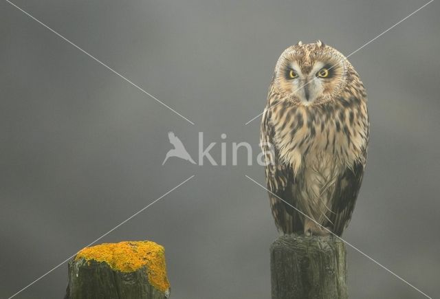 Short-eared Owl (Asio flammeus)