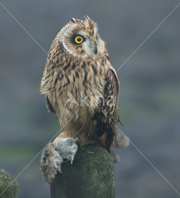 Short-eared Owl (Asio flammeus)