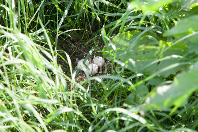 Short-eared Owl (Asio flammeus)