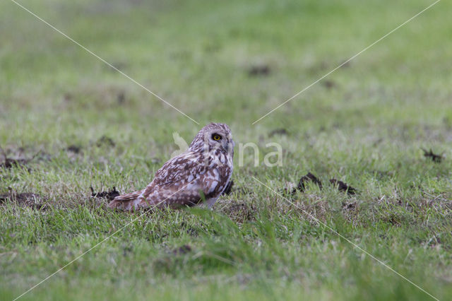 Short-eared Owl (Asio flammeus)