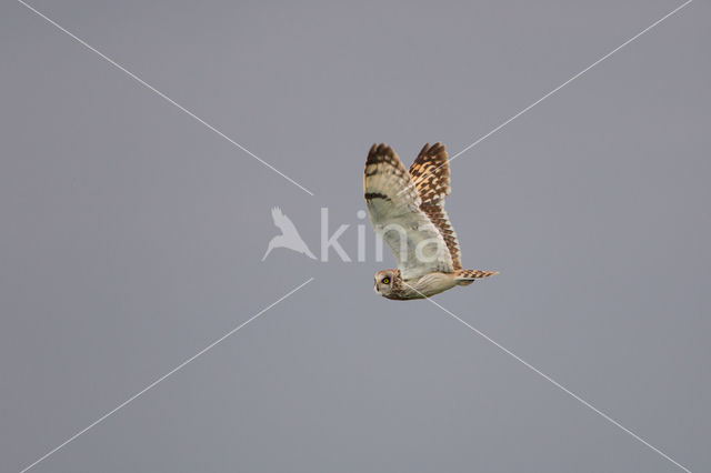 Short-eared Owl (Asio flammeus)