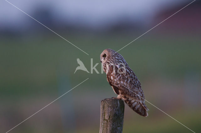 Short-eared Owl (Asio flammeus)