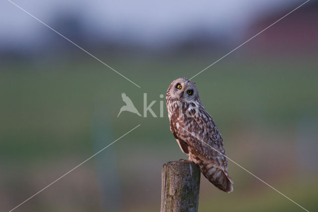 Short-eared Owl (Asio flammeus)