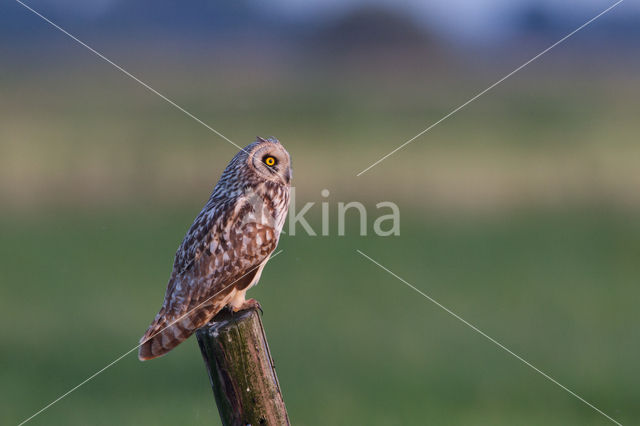 Short-eared Owl (Asio flammeus)