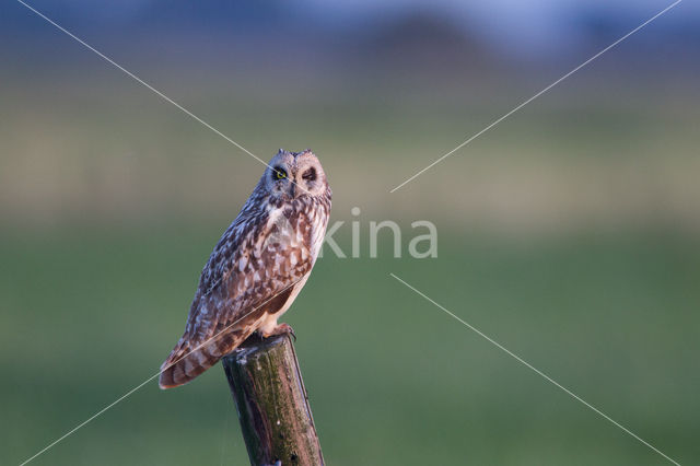 Short-eared Owl (Asio flammeus)