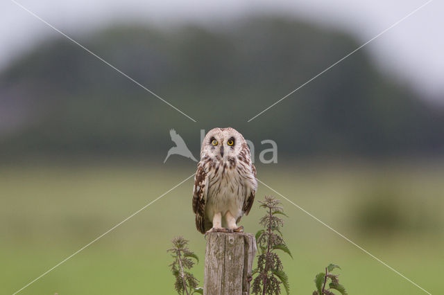 Short-eared Owl (Asio flammeus)