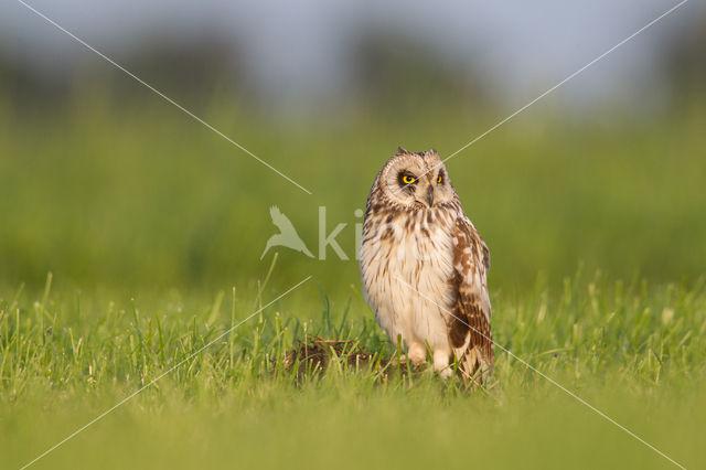 Short-eared Owl (Asio flammeus)