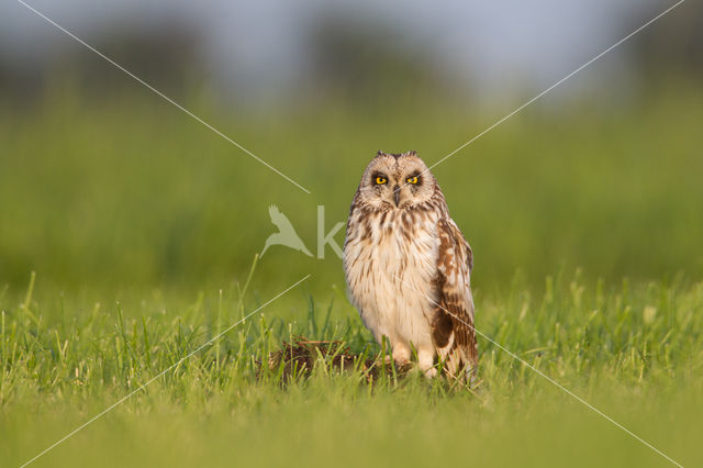 Short-eared Owl (Asio flammeus)