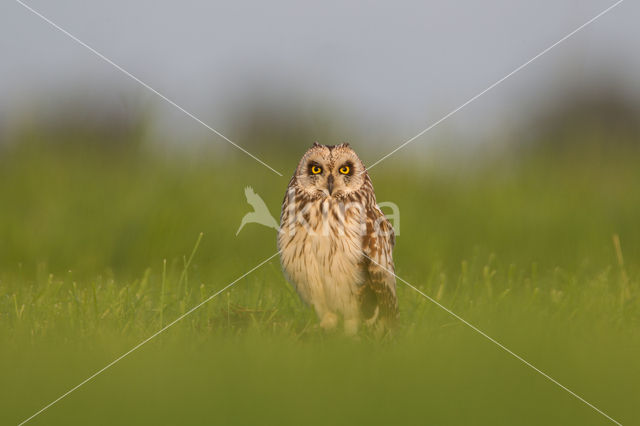 Short-eared Owl (Asio flammeus)