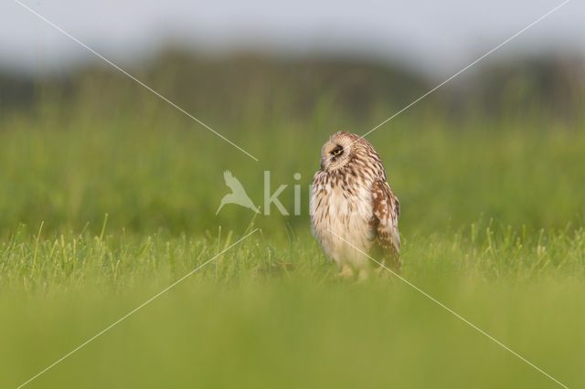 Short-eared Owl (Asio flammeus)