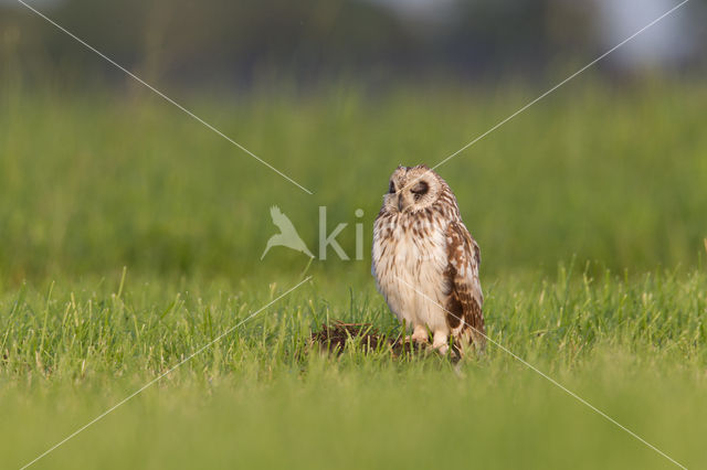 Short-eared Owl (Asio flammeus)