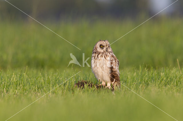 Short-eared Owl (Asio flammeus)