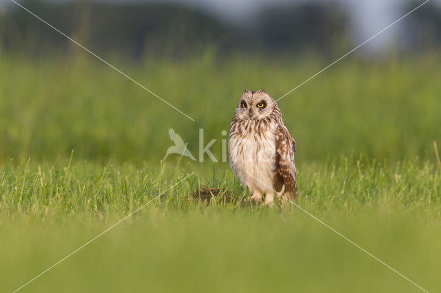 Short-eared Owl (Asio flammeus)