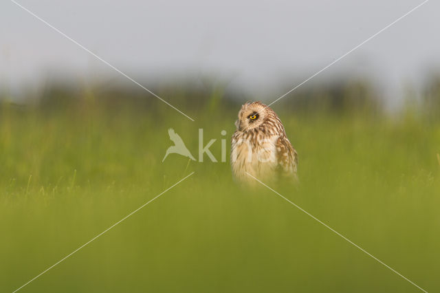 Short-eared Owl (Asio flammeus)