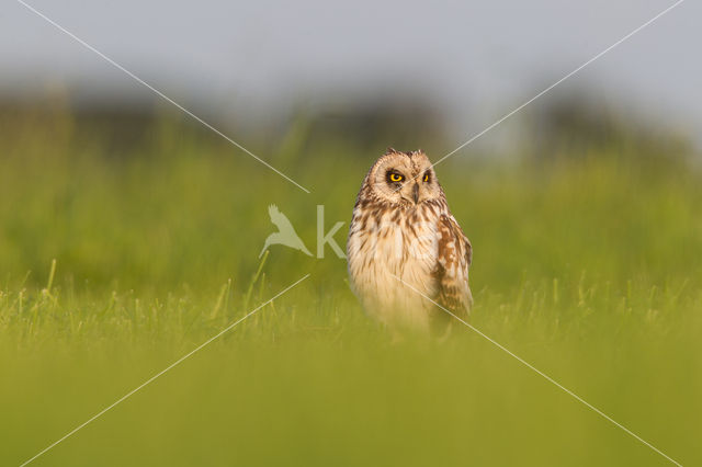 Short-eared Owl (Asio flammeus)