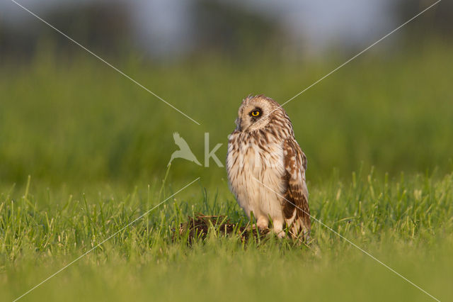 Short-eared Owl (Asio flammeus)