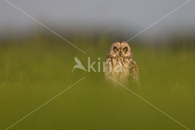 Short-eared Owl (Asio flammeus)