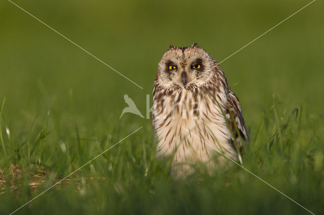 Short-eared Owl (Asio flammeus)