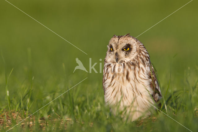 Short-eared Owl (Asio flammeus)