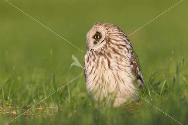 Short-eared Owl (Asio flammeus)