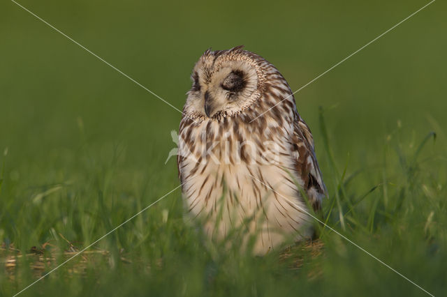 Short-eared Owl (Asio flammeus)