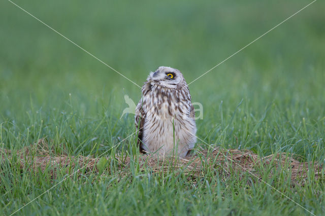 Short-eared Owl (Asio flammeus)