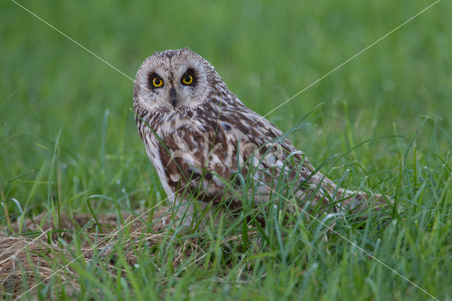 Short-eared Owl (Asio flammeus)