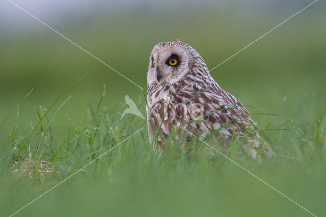 Short-eared Owl (Asio flammeus)