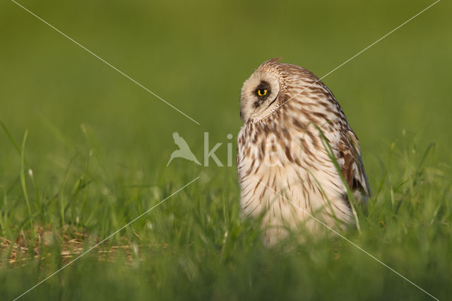 Short-eared Owl (Asio flammeus)