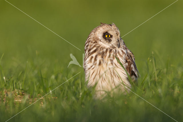 Short-eared Owl (Asio flammeus)