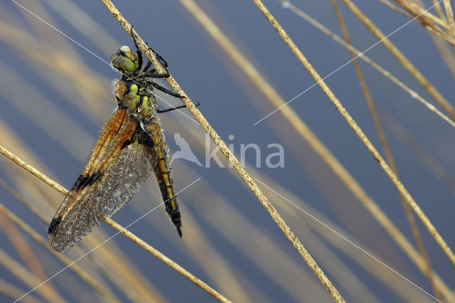 Viervlek (Libellula quadrimaculata)