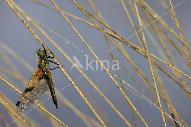 Viervlek (Libellula quadrimaculata)