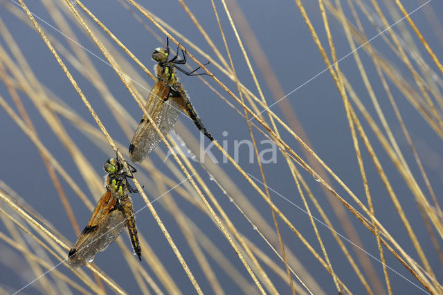 Viervlek (Libellula quadrimaculata)